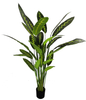 160cm Calathea Zebrina