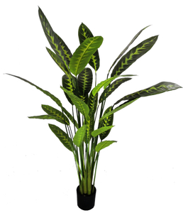 160cm Calathea Zebrina
