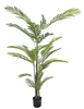 220cm Areca Palm