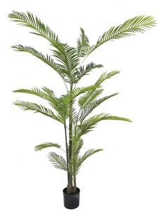 220cm Areca Palm