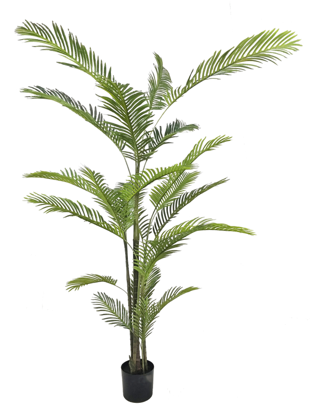 220cm Areca Palm