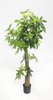 180cm Pachira Macrocarpa