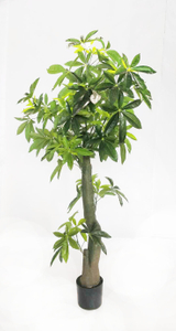 180cm Pachira Macrocarpa