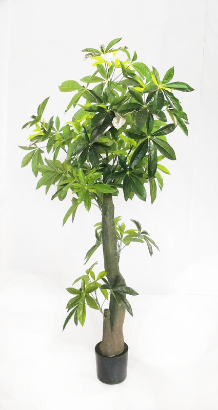 180cm Pachira Macrocarpa