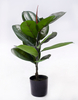 60cm Rubber Plant