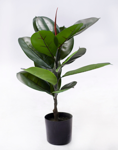 60cm Rubber Plant