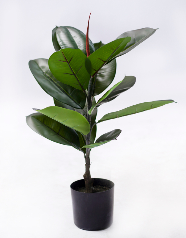 60cm Rubber Plant