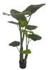 180cm Giant Taro