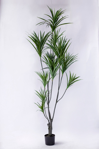 220cm Dracaena