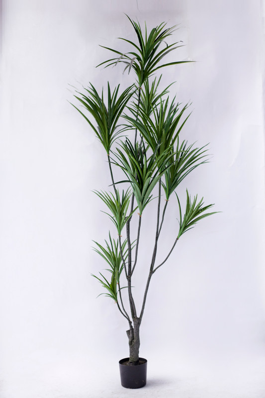 220cm Dracaena
