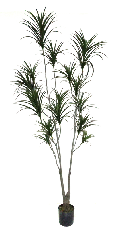 250cm Dracaena