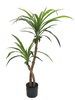105cm Wide Dracaena
