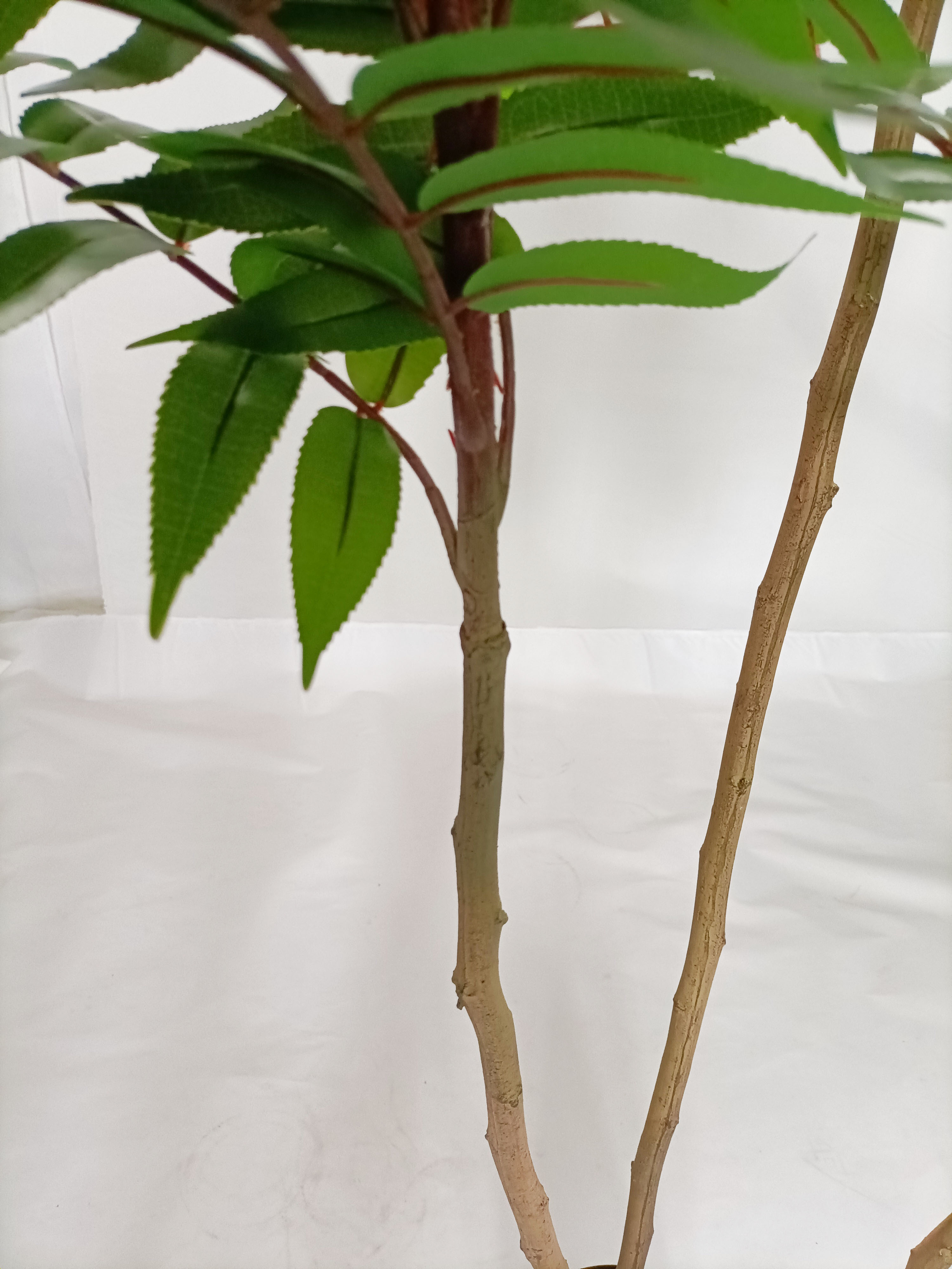160cm Ailanthus altissima