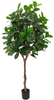 210cm Magnolia Tree