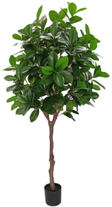 210cm Magnolia Tree