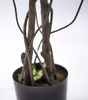 140cm Ficus