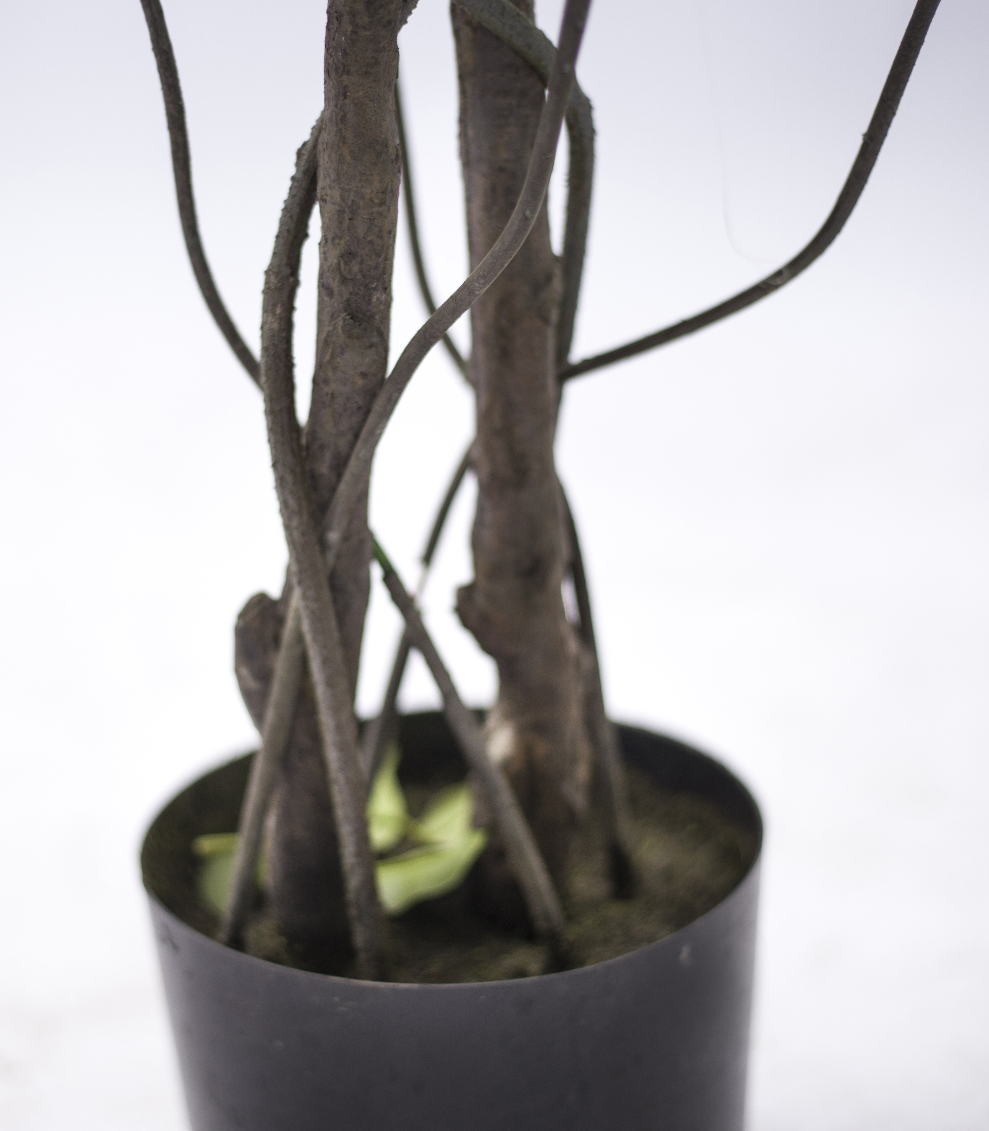 140cm Ficus