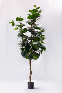 250cm Haiti