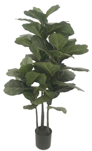 W150cm Fiddle Tree