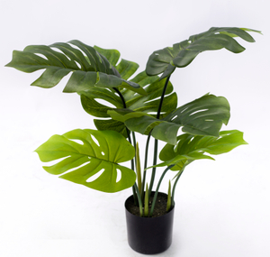60cm Monstera Plant