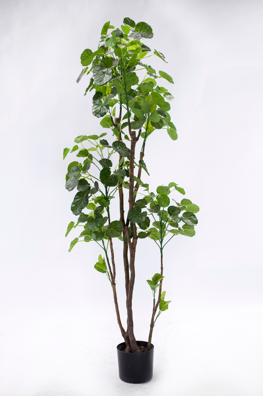 158cm Aralia Fabian