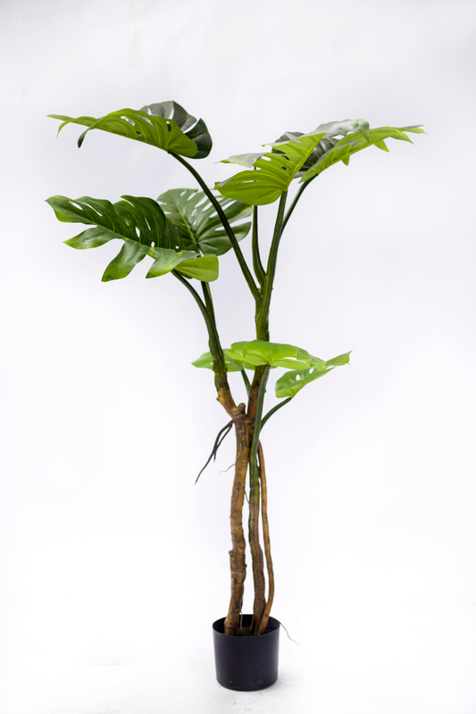 160cm Monstera Plant
