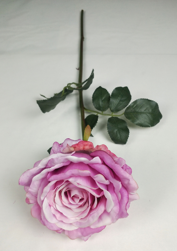 Riches No. 2 Rose