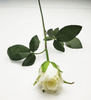 Rosebud