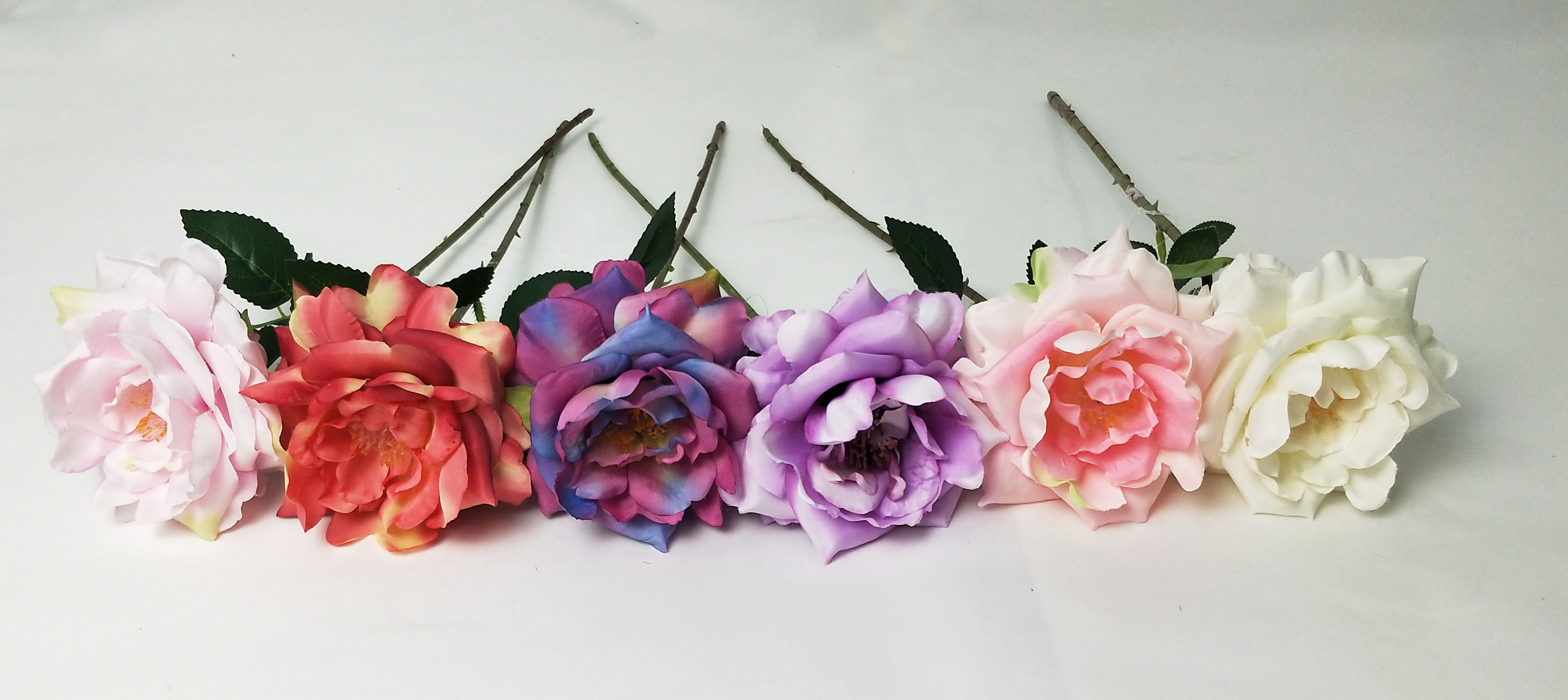 Single branch Chinese rose