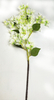 Bougainvillea