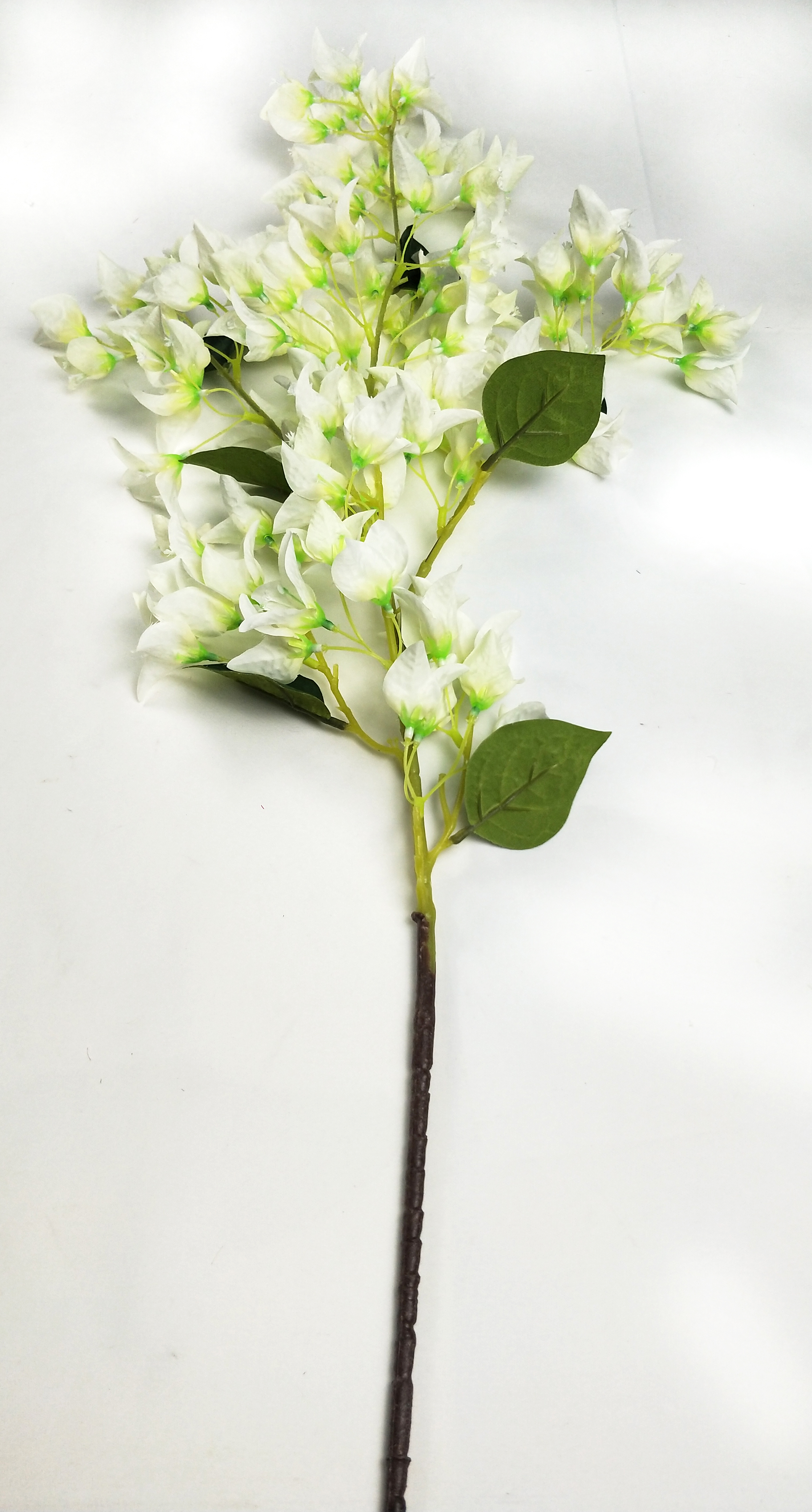 Bougainvillea
