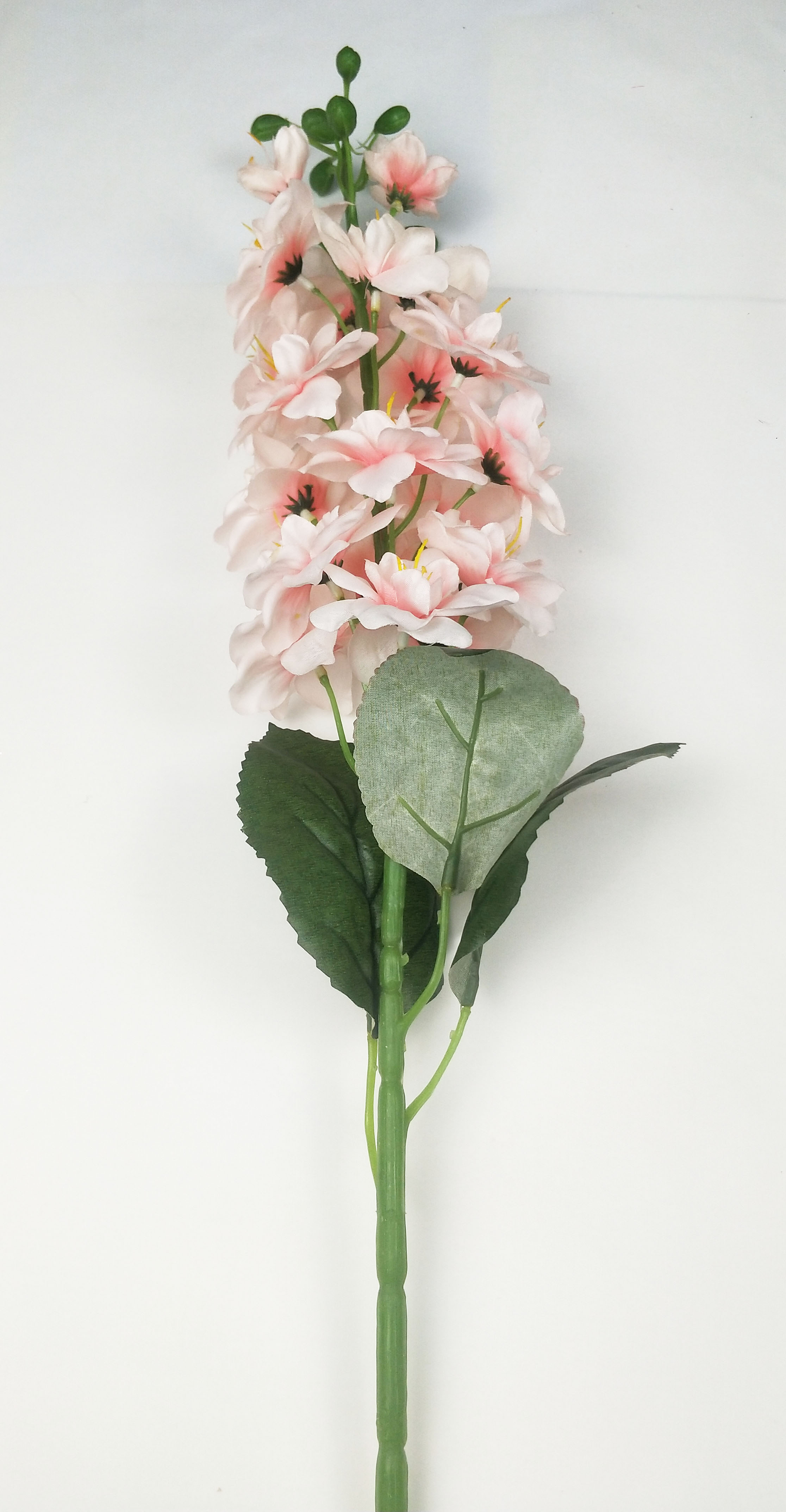 Delphinium ajacis