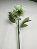 Single peony