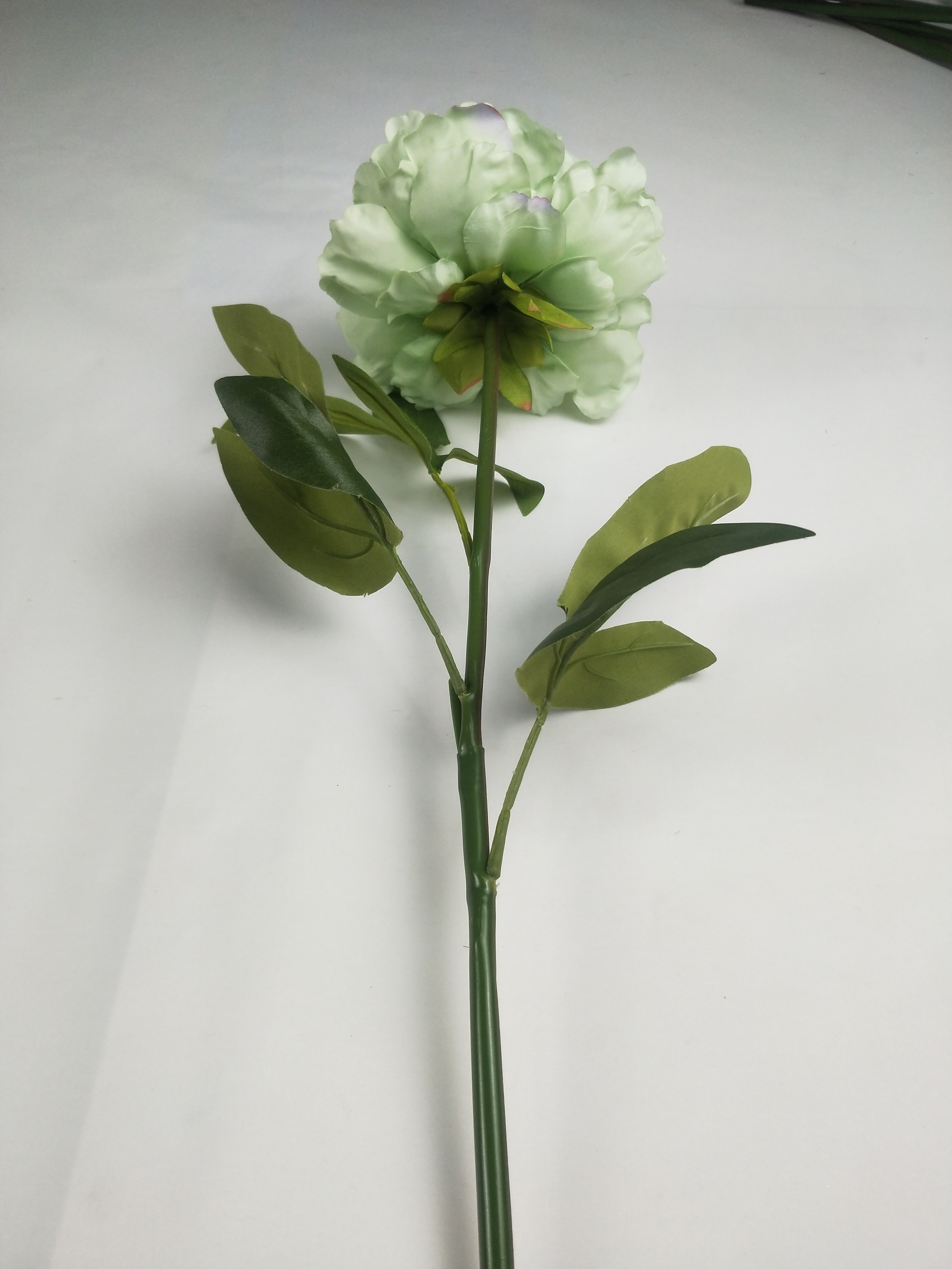 Single peony