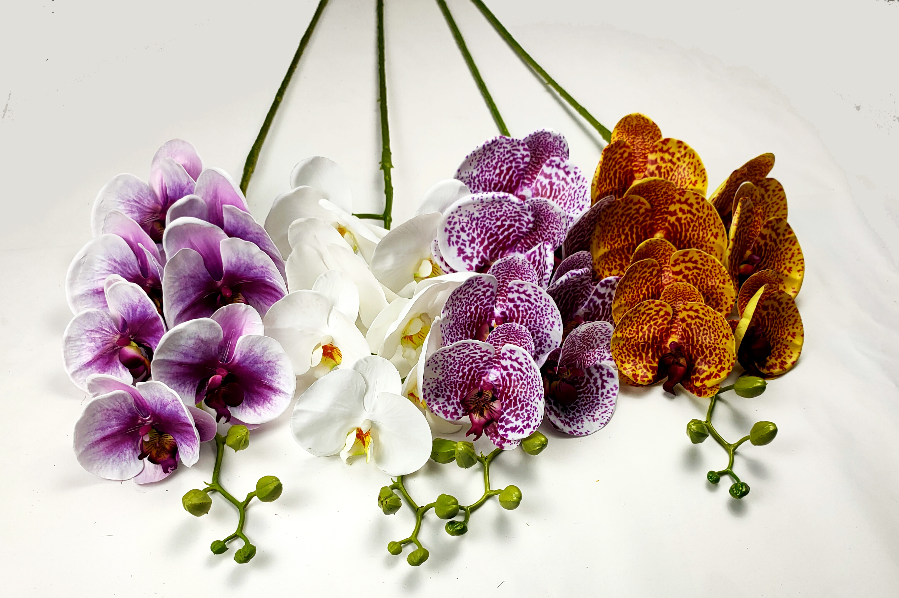Big orchid-7T