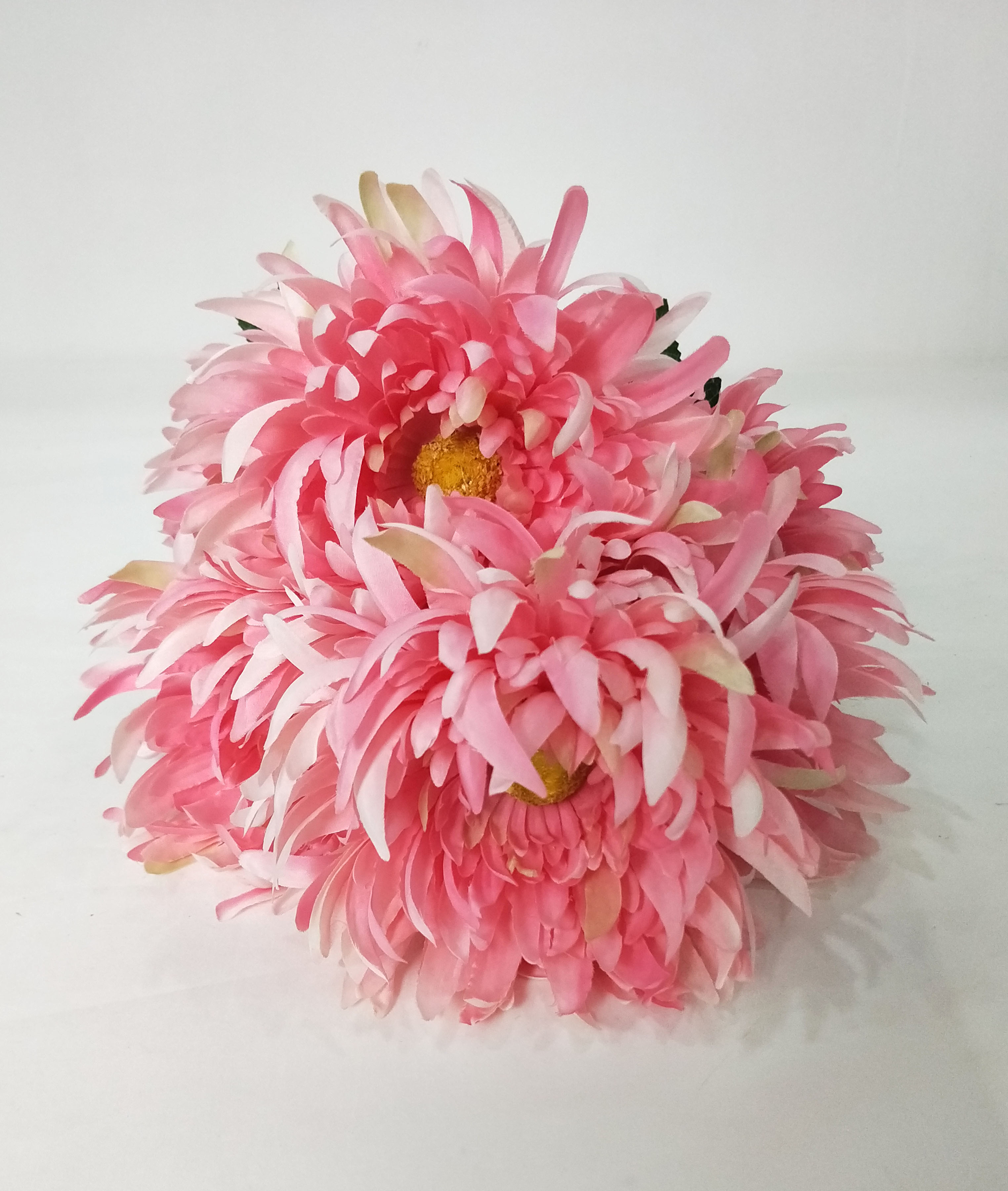 Chrysanthemum the beam-7T