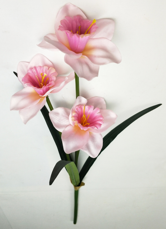 Narcissus