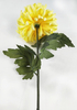 Single large chrysanthemum