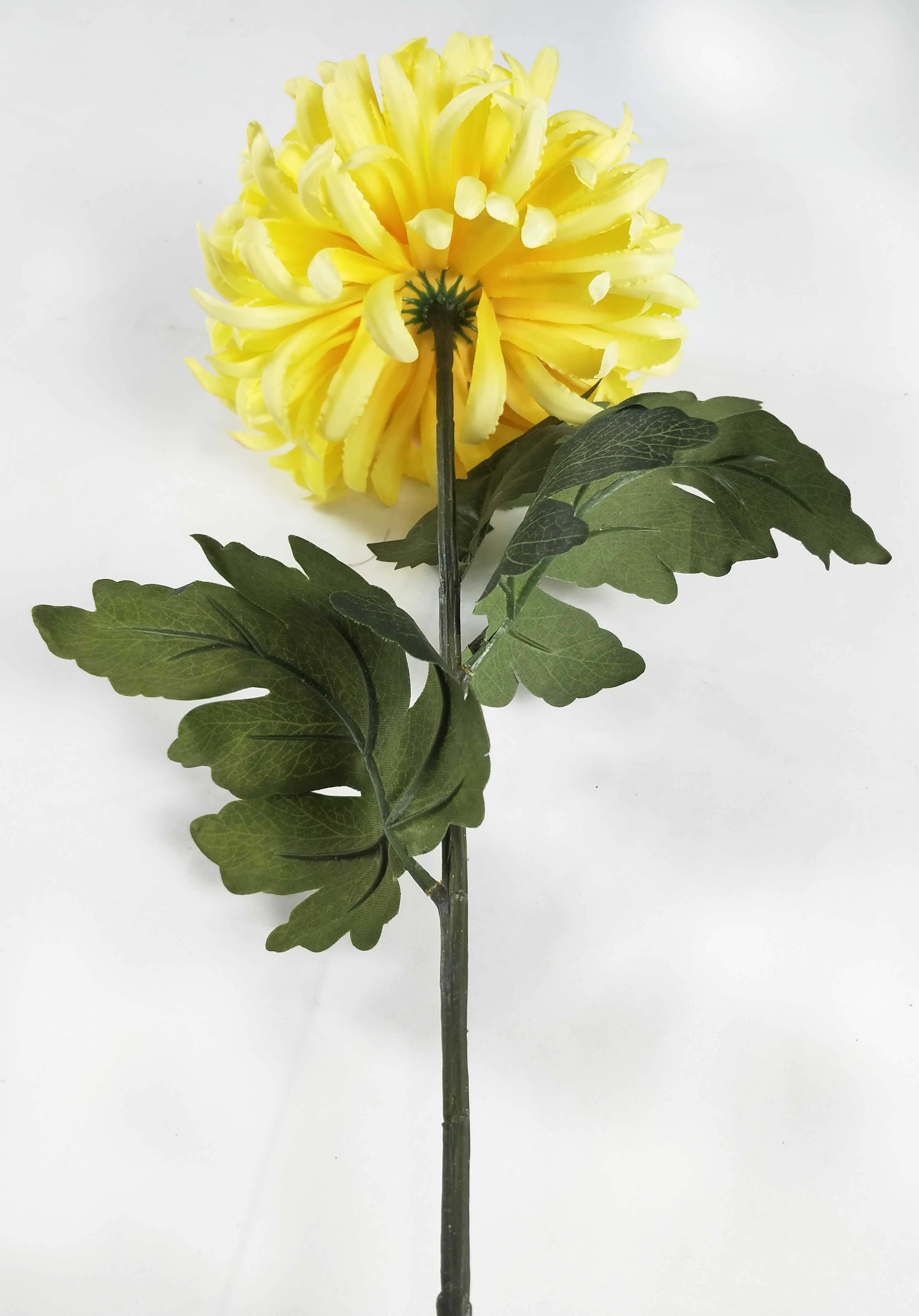 Single large chrysanthemum