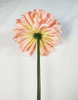 Chrysanthemum ball