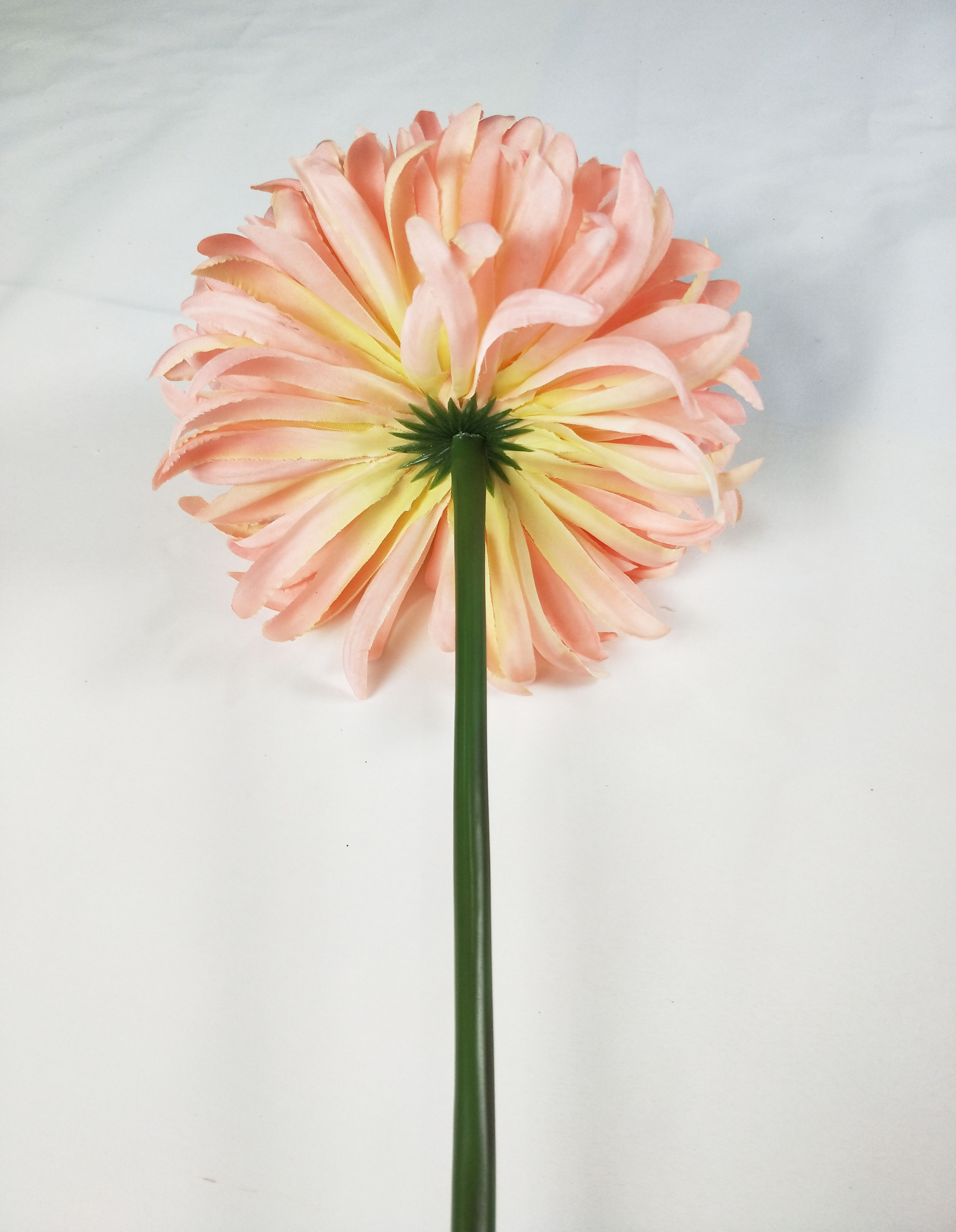 Chrysanthemum ball