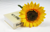 The sun chrysanthemum