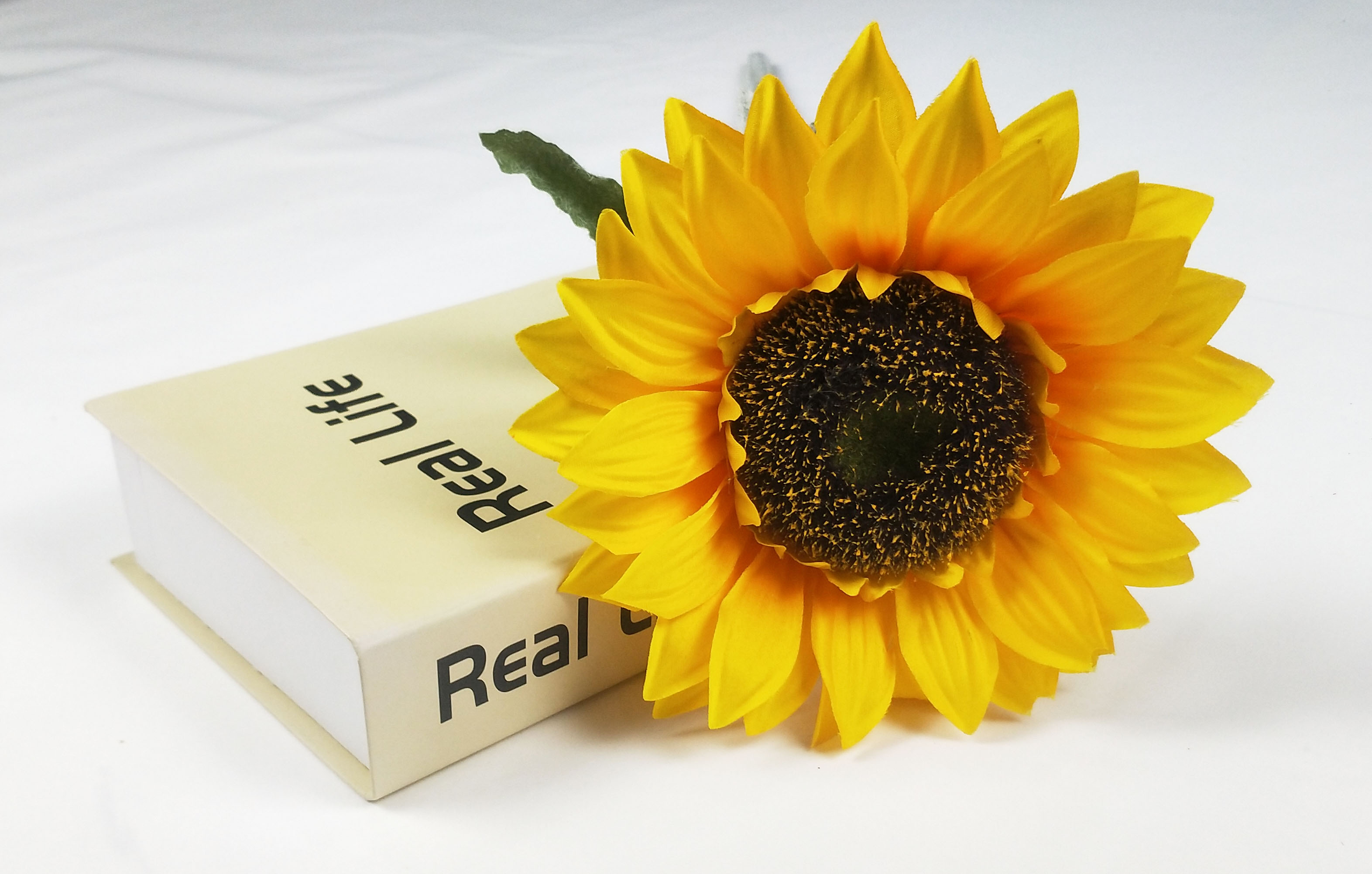 The sun chrysanthemum
