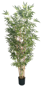 210cm Bamboo