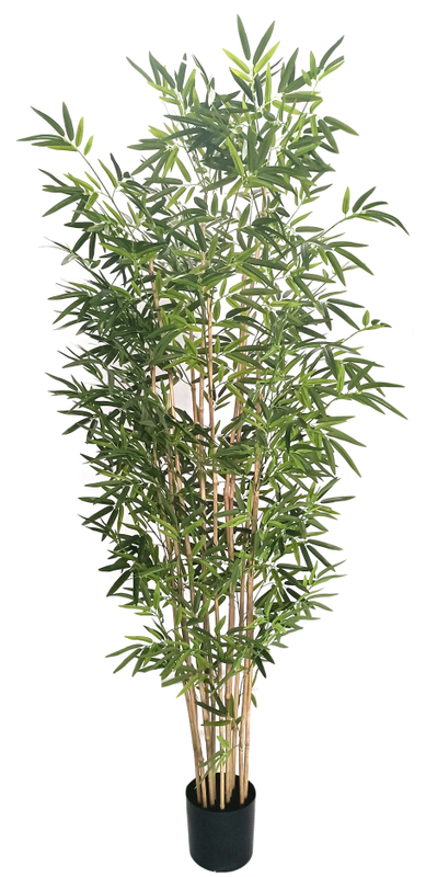 210cm Bamboo