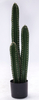 85cm Columns Cactus