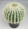 40cm Ball Cactus