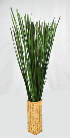 Water Bamboo