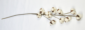 10T-Cotton