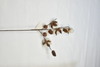 4T-Cotton（Hazelnut）